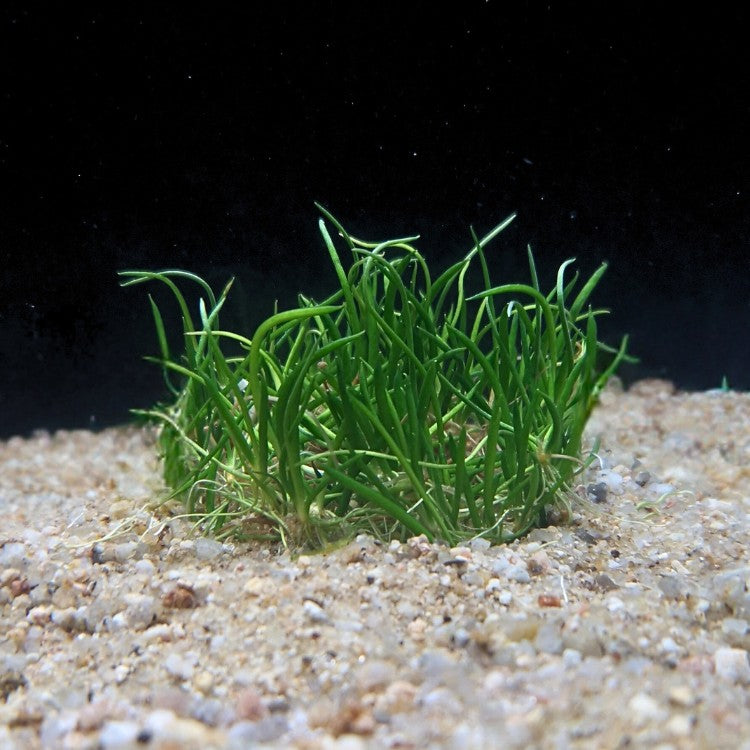 Touffe de Littorella uniflora formant un gazon vert dense sur substrat sableux d’aquarium.