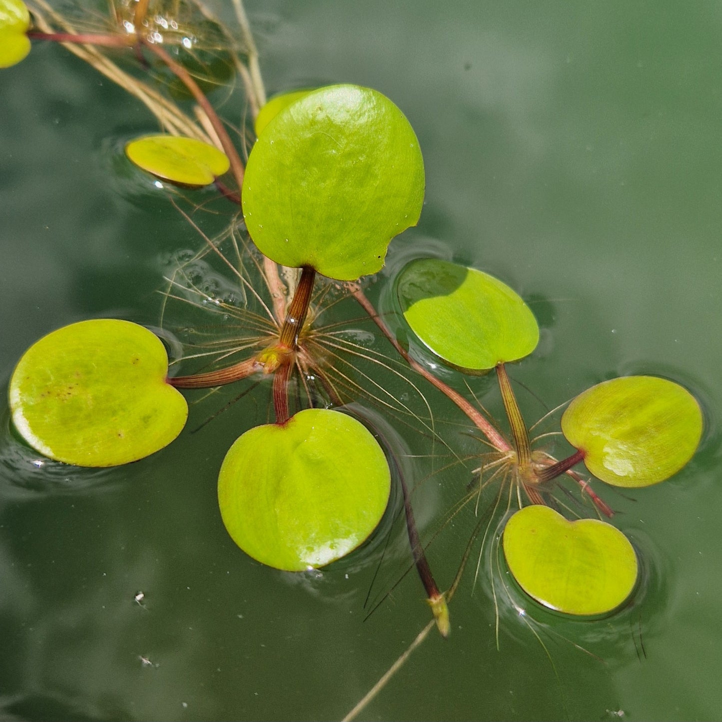 L'étonnante grenouillette, plante flottante aux feuilles spongieuses, est inimitable. Des racines immenses, une capacité record d'épuration de l'eau, et une maintenance facile.