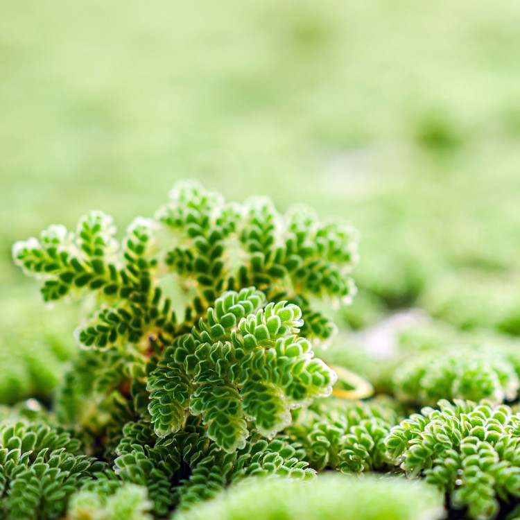 Gros plan d’un rameau d’Azolla formant une rosette verte texturée sur fond flou.
