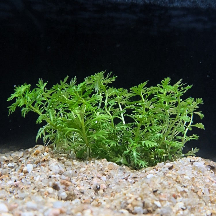 Hottonie des marais photographiée dans un aquarium naturel, avec son feuillage dense s’étendant sur un substrat clair sous éclairage tamisé.