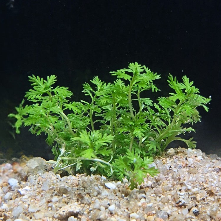 Vue de face d’une Hottonia palustris bien enracinée, montrant ses fines feuilles découpées et son port buissonnant sur sol sablonneux en aquarium naturel.