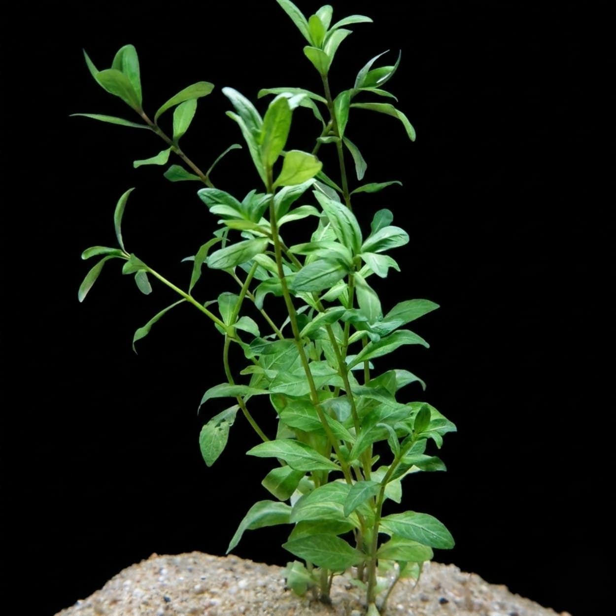 Plusieurs tiges de Hygrophila polysperma avec des feuilles opposées d'un vert tendre et de forme lancée, poussant verticalement dans un sol de sable clair sur un fond noir.