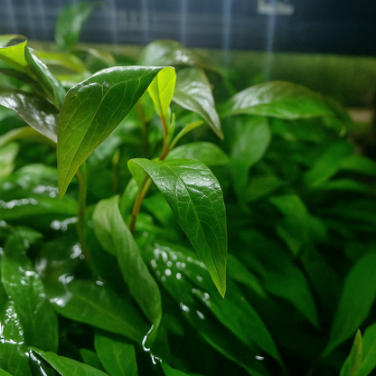Feuilles de l’Hygrophila costata dépassant de la surface de l’eau dans un aquarium ouvert, lumière naturelle en arrière-plan.
