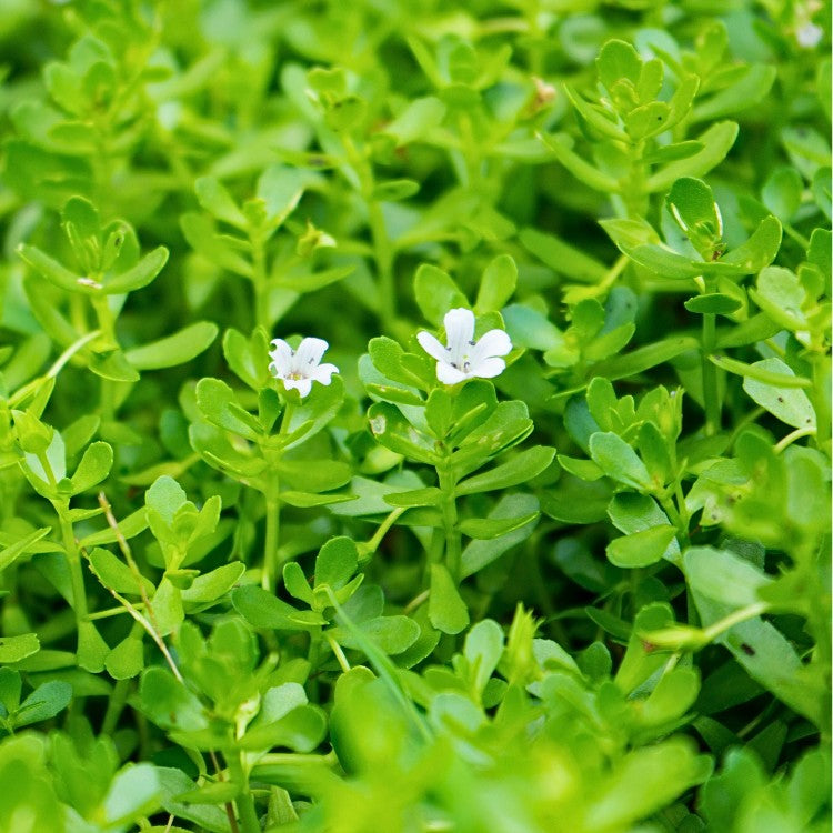 La Bacopa a depuis longtemps appris à être cultivée de toutes les manières : c'est une plante aquatique qui peut même être cultivée en pot, dans du terreau, pour peu qu'on l'arrose souvent !