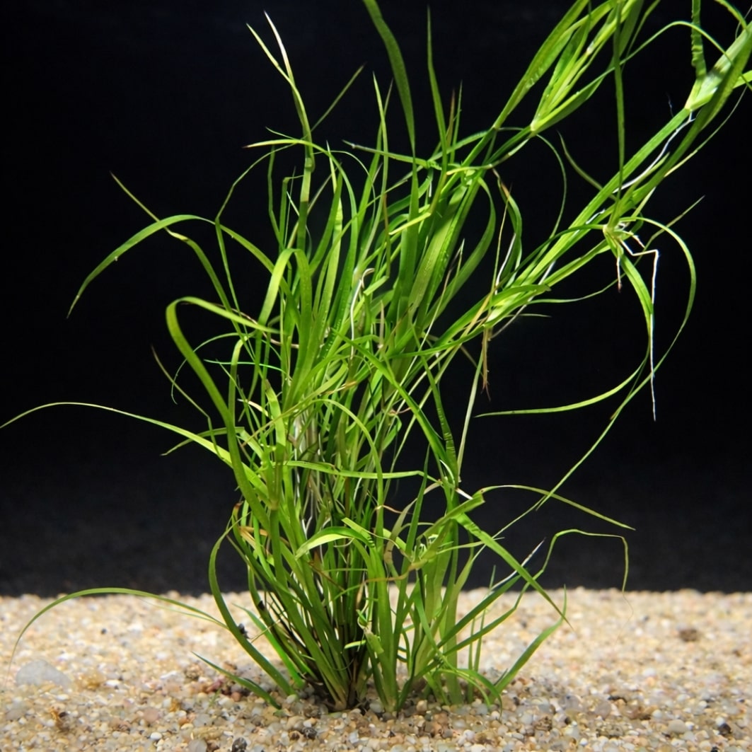 Jonc aquatique nain (Offre de lancement -34 %)
