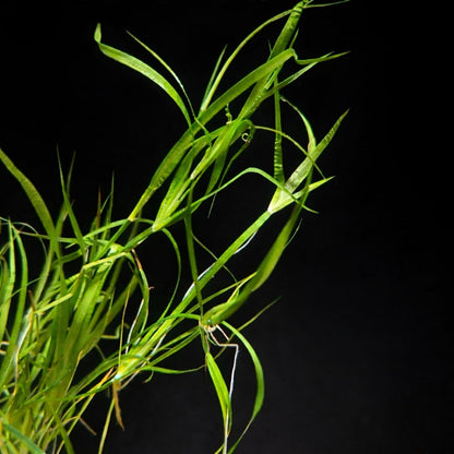 Jonc aquatique nain (Offre de lancement -34 %)
