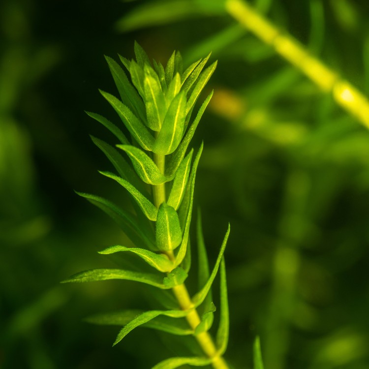 L'élodée, plante facile au innombrables vertus : hyper-oxygénante, adversaire acharnée des algues, usine à antibiotiques. Et tellement poussante !