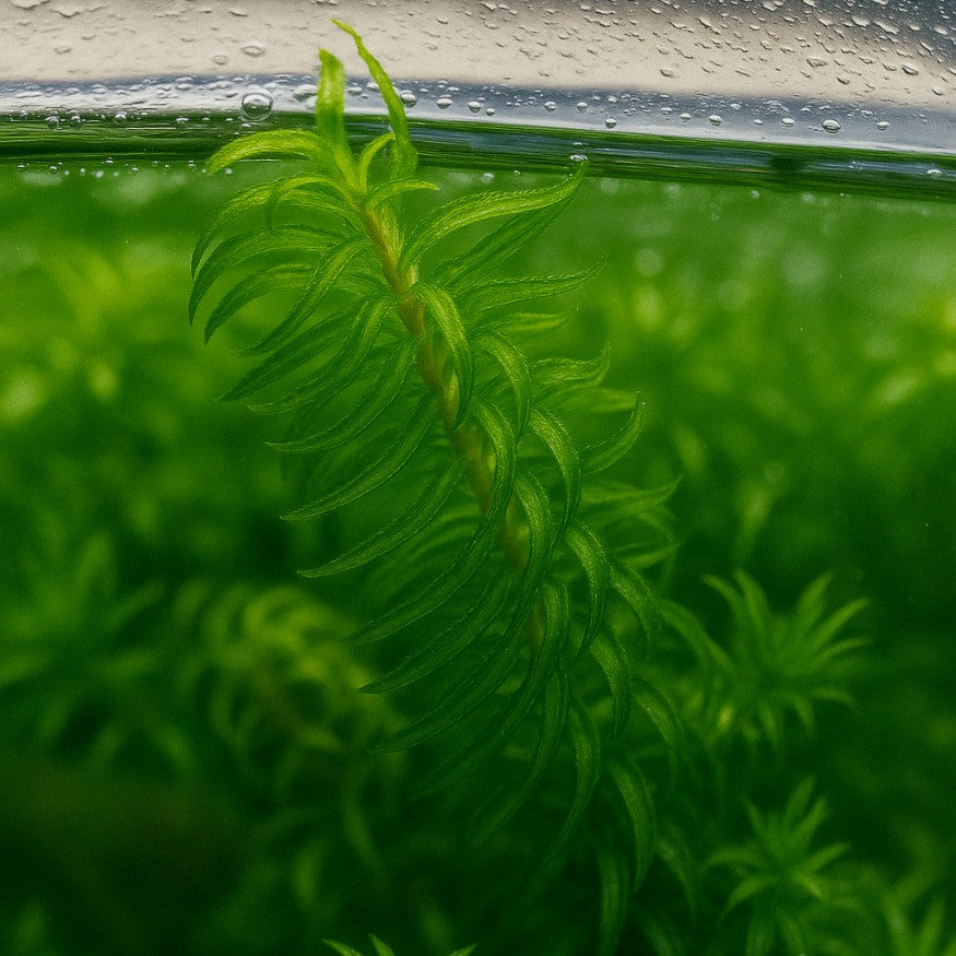 Chacun connaît l'élodée (Egeria densa), mais sa cousine Egeria najas est moins connue et moins répandue. Et on se demande bien pourquoi !
