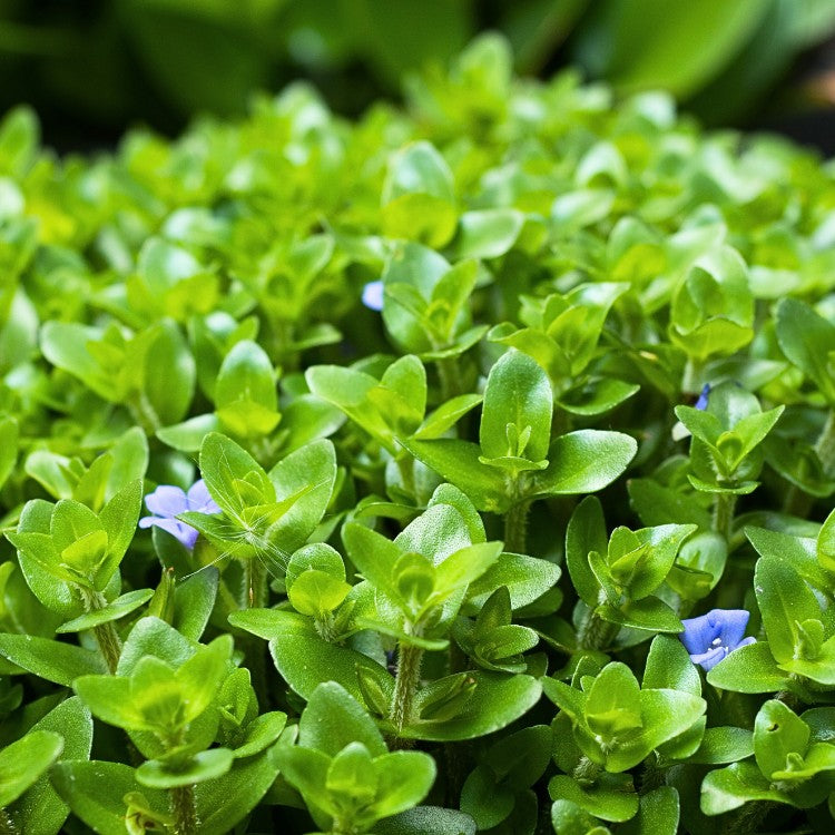 La grande bacopa n'a pas d'exigences particulières : elle est indifférente au type de sol, supporte de 5 à 30°C (voire moins si le pied est hors-gel), et est même capable de pousser en eau légèrement saumâtre !