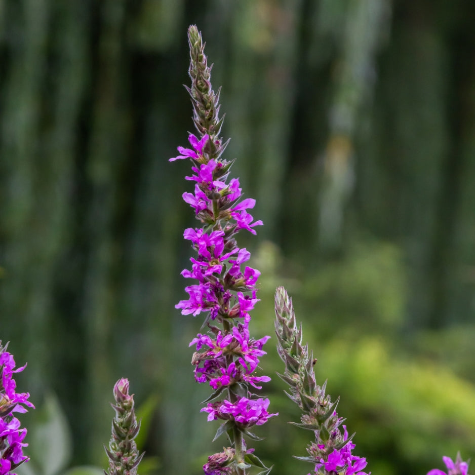 La Salicaire et ses spectaculaires inflorescences culminant à plus d'un mètre attirent les pollinisateurs et donnent un air naturel à n'importe quel point d'eau.