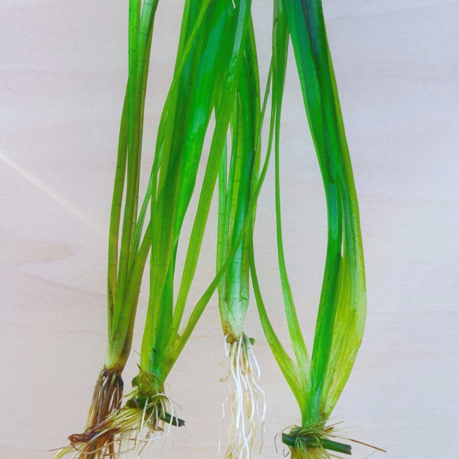 La Vallisneria a une silhouette bien connue de tous avec ses feuilles en forme de longs rubans, qui partent des racines et montent vers la surface. Plantée en bouquets, elle est toujours d'un très bel effet.