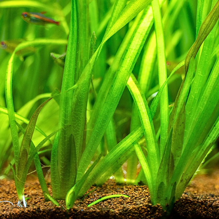 La Vallisneria gigantea est, comme toutes ses cousines de la famille, une plante aux feuilles verticales en ruban.