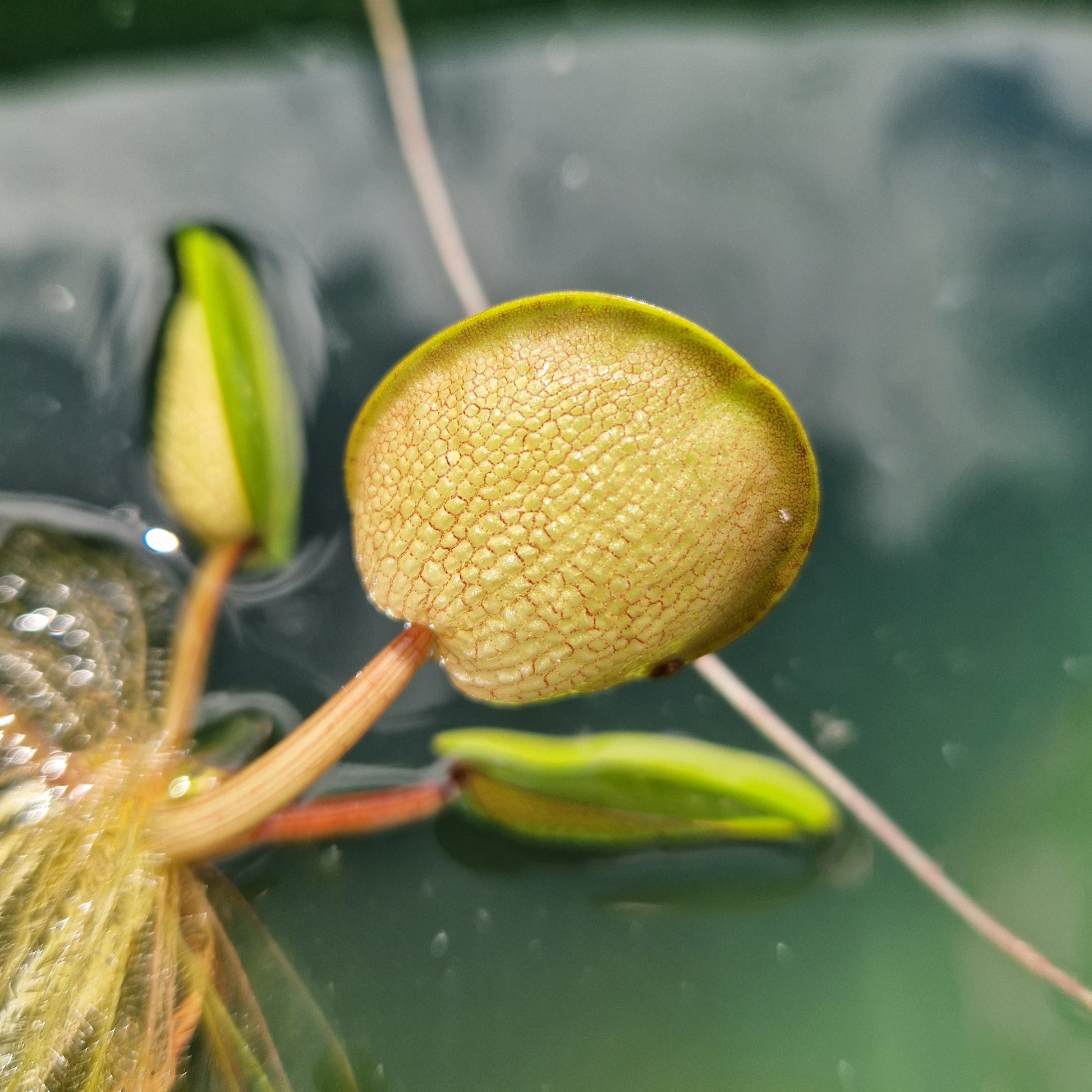 La grenouillette (Limnobium laevigatum) est une plante flottante remarquable.
Ses feuilles (surtout les plus jeunes) ont une structure interne spongieuse, ce qui les rend absolument insubmersibles.