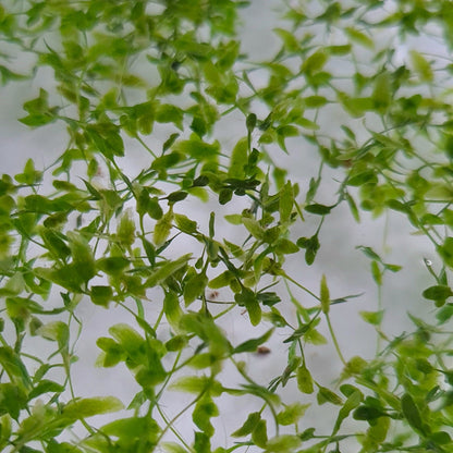 La lentille trilobée (Lemna trisulca) est très proche de la petite lentille d'eau.
Mais elle possède un atout absolument essentiel : elle flotte légèrement sous la surface et elle est de ce fait entièrement immergée.