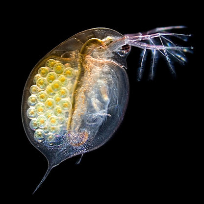 Petite "puce d'eau", la daphnie est essentielle à tous les écosystèmes en eau douce. Elle est aussi la proie aquatique principale de nos poissons dans la nature. Aucun cycle écologique sérieux ne peut se passer d'elle.