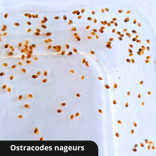 Nettoyeurs, fossoyeurs, filtreurs, les ostracodes nageurs sont des crustacés préhistoriques à la base de tous les écosystèmes aquatiques.