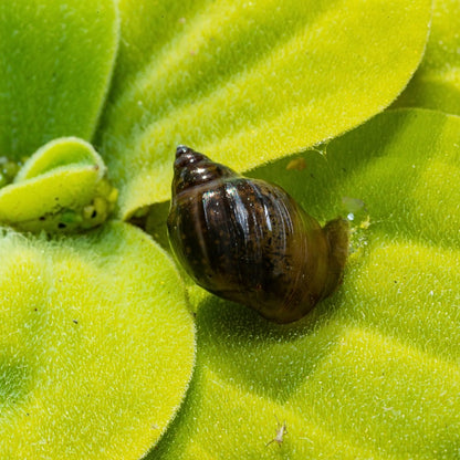 La physe est un charmant petit escargot vivant le jour, de taille réduite et très prolifique si les conditions le permettent.