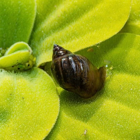 La physe est un charmant petit escargot vivant le jour, de taille réduite et très prolifique si les conditions le permettent.