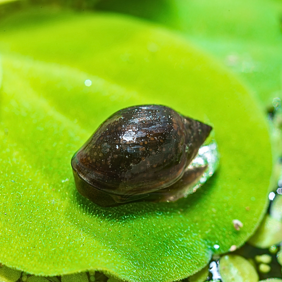 La Physe est un petit escargot sans histoire, friand d'algues et donc bon nettoyeur. Très actif de jour, il est intéressant à observer et se reproduit volontiers.