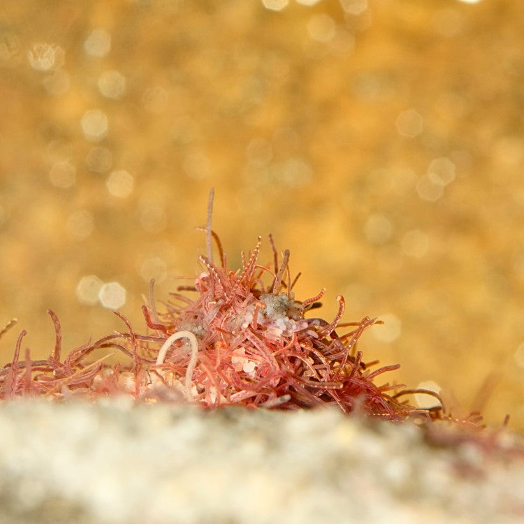 Ces vers aquatiques de couleur brun-rouge mesurent entre 1 et 3 cm, rarement davantage. Il sont surtout très fins.