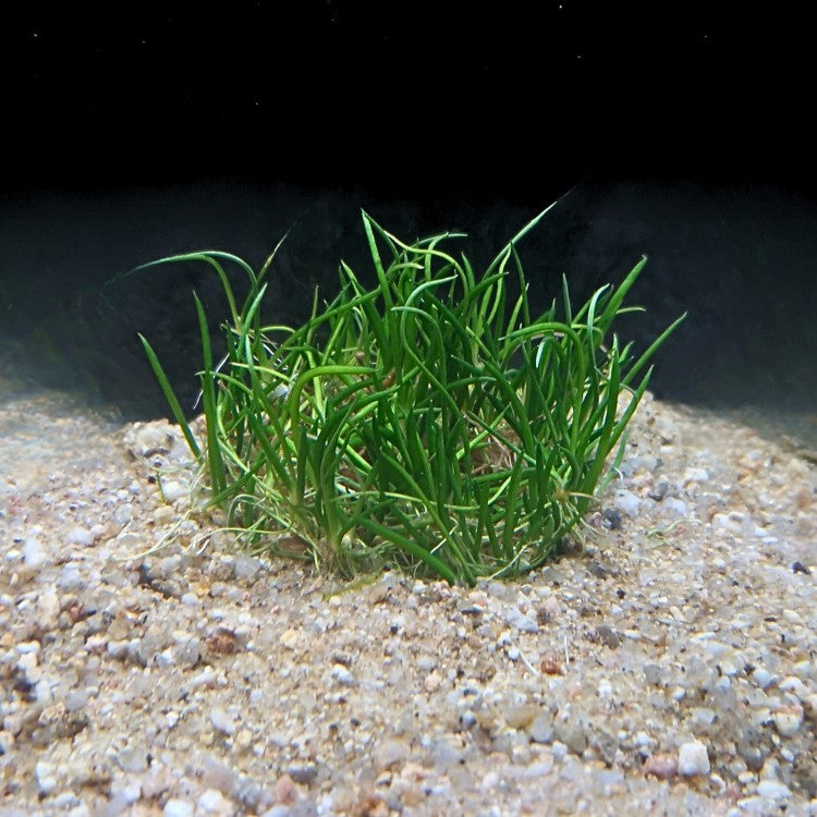 Vue latérale d’une pelouse compacte de Littorella uniflora, feuilles cylindriques courtes éclairées en aquarium.