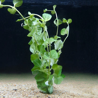 Tiges vertes de Lysimachia nummularia plantées dans le sable d’un aquarium, montrant ses petites feuilles arrondies sous l’eau.