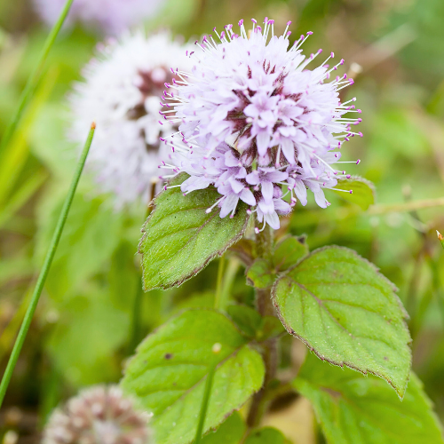 Menthe aquatique
