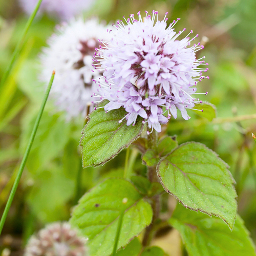 La menthe aquatique (Mentha aquatica L.) a probablement été une des premières plantes utilisées en aquaponie.