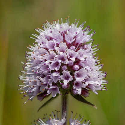 Un peu à la façon de l'iris des marais, la menthe aquatique se plaît les pieds dans l'eau ou la terre humide des berges. Mais sa taille bien plus réduite lui permet d'être utilisée dans toutes les situations, y compris en intérieur et en aquarium ouvert.