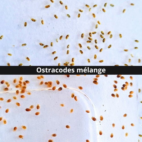 Son perfectos para colonizar un acuario recién llenado. Así aportan de forma natural las bacterias adecuadas que iniciarán los distintos ciclos, incluido el del nitrógeno, tan crucial para el ecosistema.