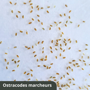 Ostracodes