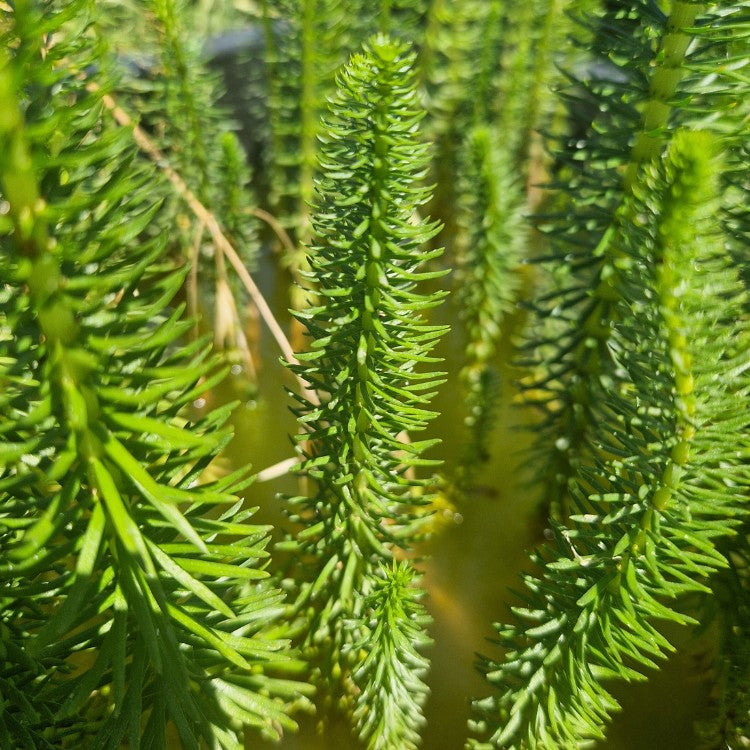 Touffes de Pesse d’eau immergée et émergée formant une forêt de petits sapins verts dans un bassin naturel.