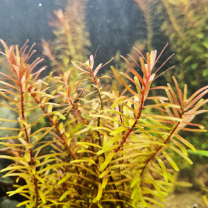 Cette belle plante aux nuances rouges peut atteindre 40 cm, voire davantage. Elle est donc parfaite pour occuper le fond d’un aquarium ou en garnir les côtés.