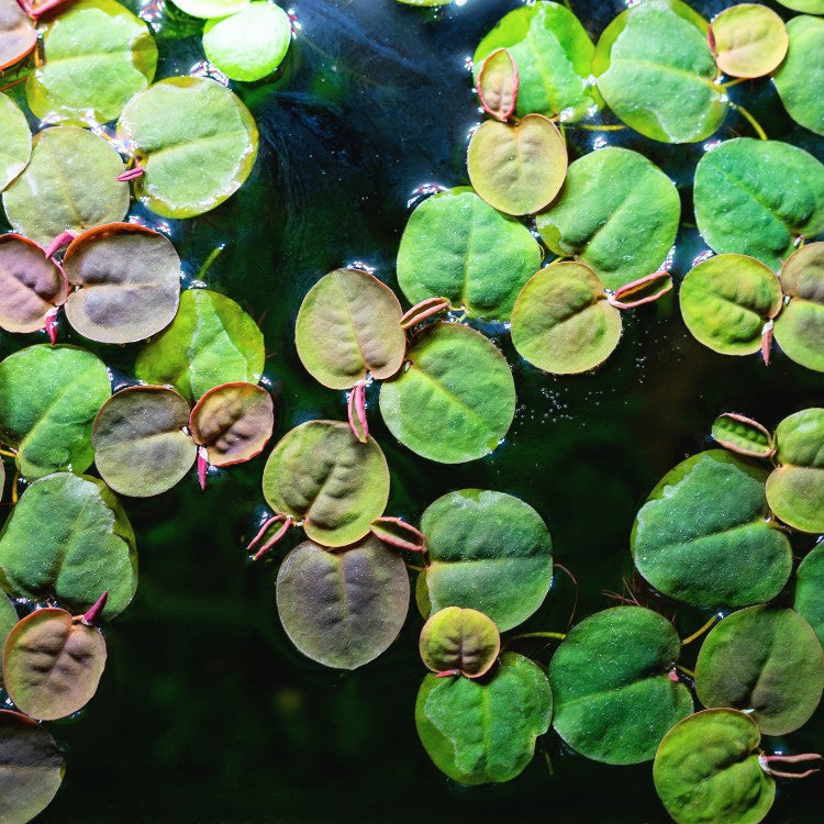 Phyllanthus fluitans avec feuilles teintées de rouge sous lumière intense en aquarium naturel.