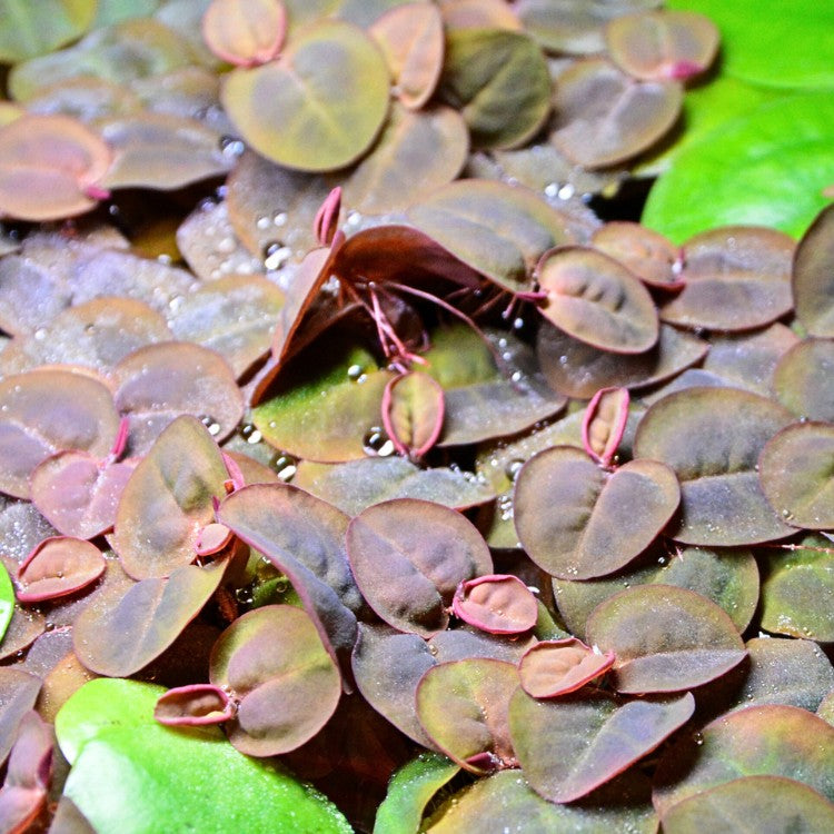 Phyllanthus fluitans à dominance rouge, flottant à la surface d’un aquarium bien éclairé.