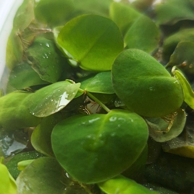 Phyllanthus fluitans en gros plan, avec feuilles vert vif dans un aquarium naturel.