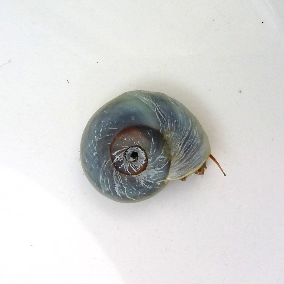 La planorbe est un magnifique escargot aquatique de bonne taille.