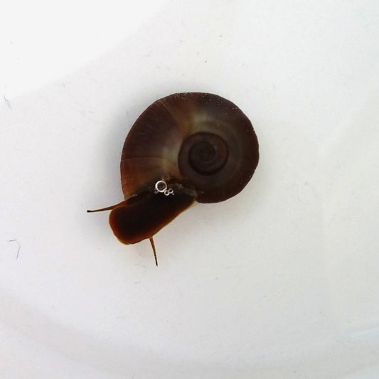 La planorbe est un magnifique escargot aquatique de bonne taille. Nous la proposons avec sa robe brune (type sauvage).