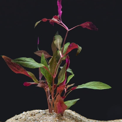 Übersicht über eine Alternanthera-Pflanze, die in einem Substrat aus hellem Sand gepflanzt ist, mit aufrechten Stängeln und Blättern in Schattierungen von Grün, Rosa und Rot.