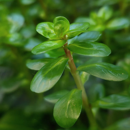 Gros plan sur une tige de Rotala aux petites feuilles vertes luisantes, en pleine croissance dans un aquarium naturel.