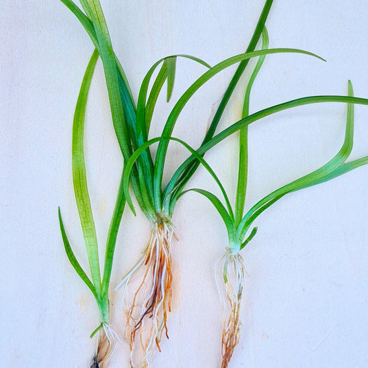 La Sagittaria subulata (taille moyenne) est parfaitement adaptée à l'aquariophilie naturelle (ou low-tech), cette souche originale atteint 10 à 20 cm de haut