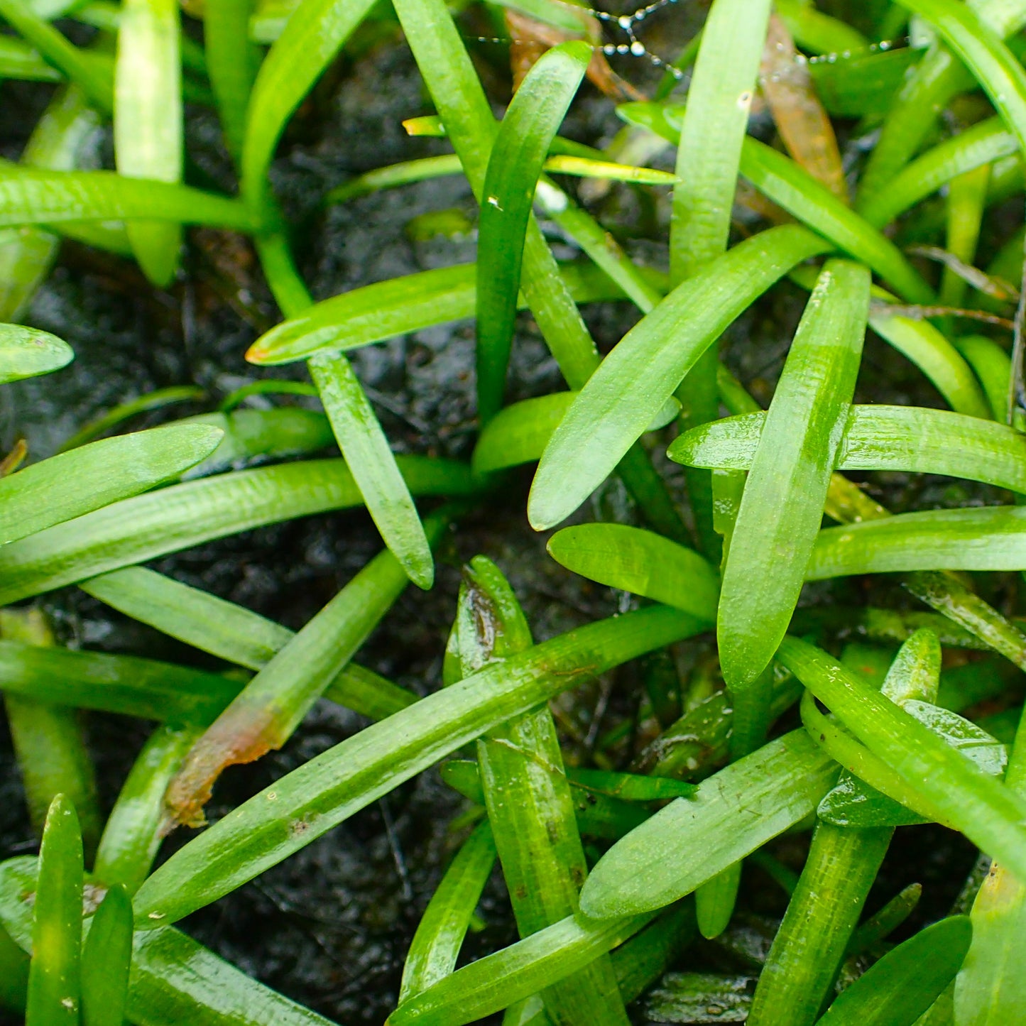 La Sagittaria subulata (souche naine) parfaitement adaptée à l'aquariophilie naturelle (ou low-tech), cette plante sans histoires ne dépasse pas 10 cm de haut. Se multipliant facilement, elle est idéale pour les avant-plans.