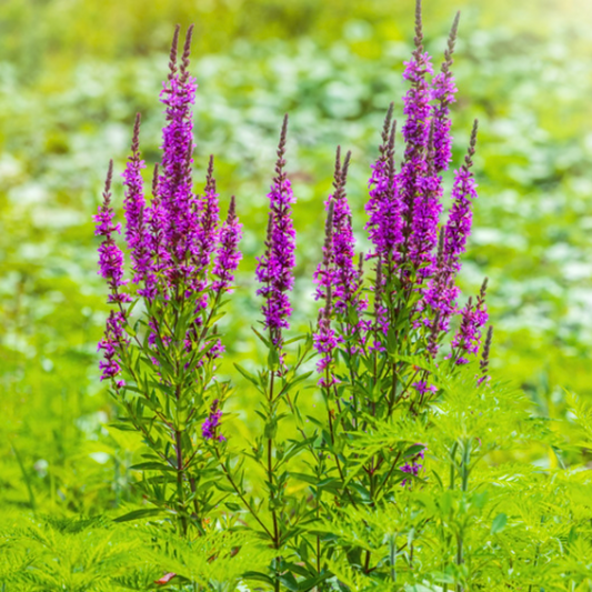 La salicaire est une des plantes de bassin les moins exigeantes avec la menthe aquatique.