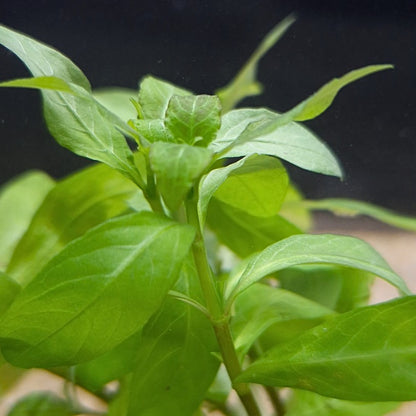 Bourgeon apical d’Hygrophila polysperma montrant la croissance rapide et la ramification, idéale pour bouturage et aquaponie/paludarium.