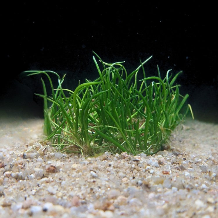 Gazon serré de Littorella uniflora occupant le sol d’un aquarium low-tech, idéal pour l’avant-plan.