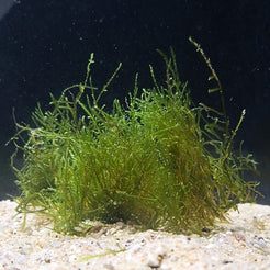 Mousse de Java – Plante d’aquarium low-tech – Aquazolla