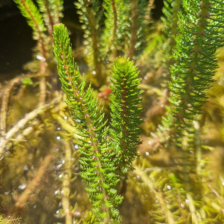Gros plan sur une tige de Myriophyllum crispatum aux feuilles fines en spirale, évoquant un mini-sapin vert dans l’eau.