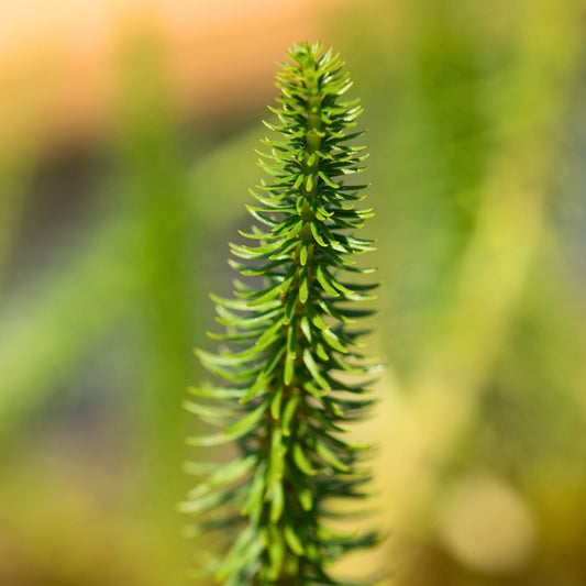 Gros plan sur une tige verte d’Hippuris vulgaris émergeant de l’eau, montrant ses feuilles en spirale typiques.