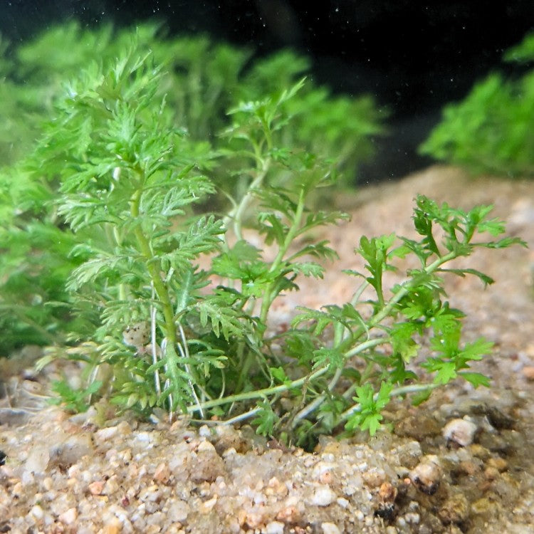 Gros plan sur les tiges ramifiées de l’Hottonia palustris, mettant en valeur la finesse de son feuillage et son développement compact dans un sol minéral.