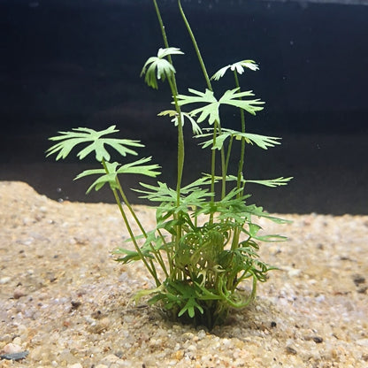 Petite touffe de renoncule aquatique enracinée dans le sable d’un aquarium, formant un tapis gazonnant compact et décoratif.